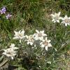 Edelweiss © Haus Gigl